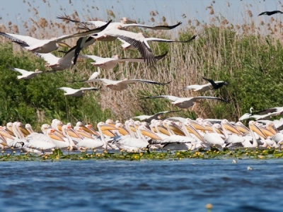 excursie-o-zi-delta-dunarii-1-1