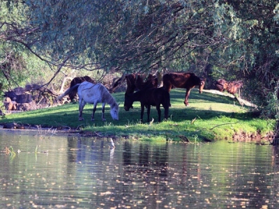 excursie-o-zi-delta-dunarii-3