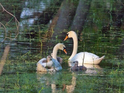 excursie-o-zi-delta-dunarii-5